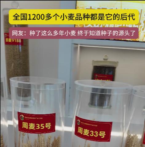 周口國(guó)家農(nóng)高區(qū)展示的種子資源，全國(guó)1200多個(gè)小麥品種都是它的后代!